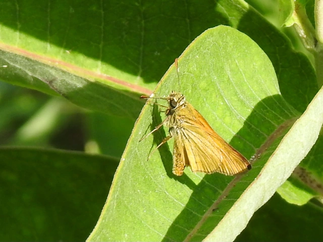 Ochlodes sylvanus - erdei busalepke