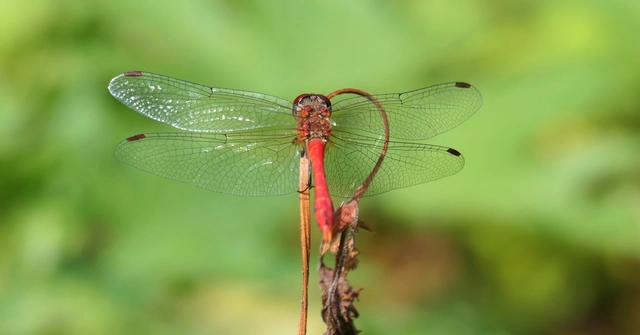 Sympetrum sanguineum - vörös katona-szitakötő