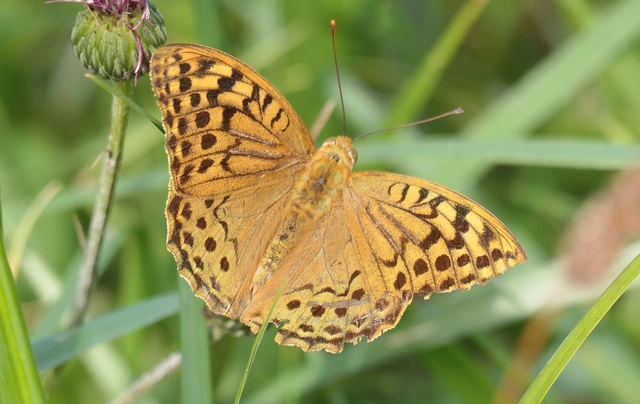 Argynnis pandora - zöldes gyöngyházlepke
