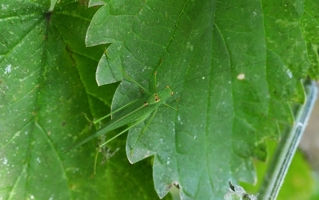 Phaneroptera