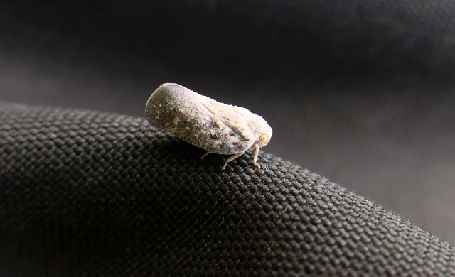 Metcalfa pruinosa - amerikai lepkekabóca
