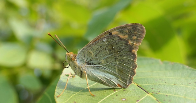 Argynnis pandora - zöldes gyöngyházlepke