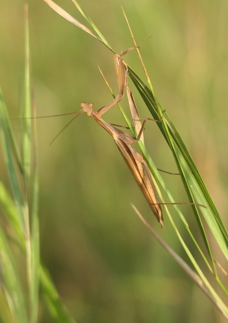 Mantis religiosa - imádkozósáska