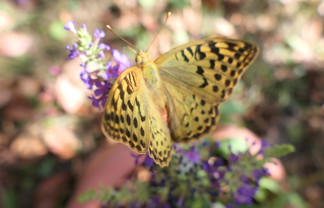 Argynnis pandora - zöldes gyöngyházlepke