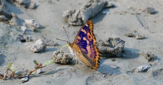 Apatura ilia - kis színjátszólepke