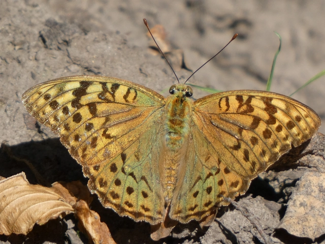 Argynnis pandora - zöldes gyöngyházlepke