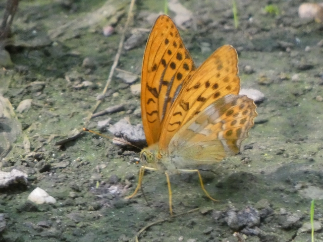 Argynnis paphia - nagy gyöngyházlepke