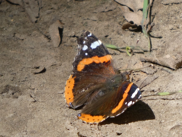 Vanessa atalanta - atalantalepke