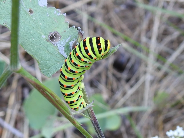 Papilio machaon - fecskefarkú lepke