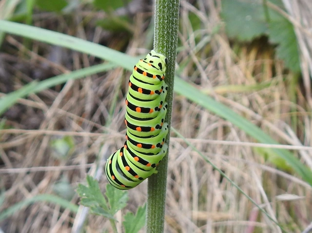 Papilio machaon - fecskefarkú lepke