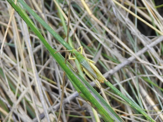 Pseudochorthippus parallelus - közönséges rétisáska
