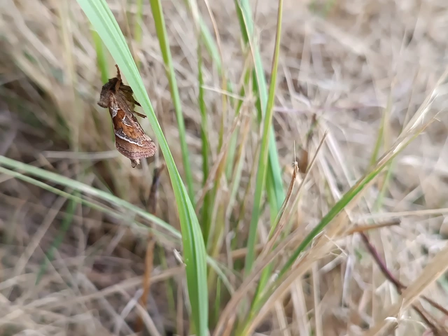 Triodia sylvina - kis gyökérrágólepke
