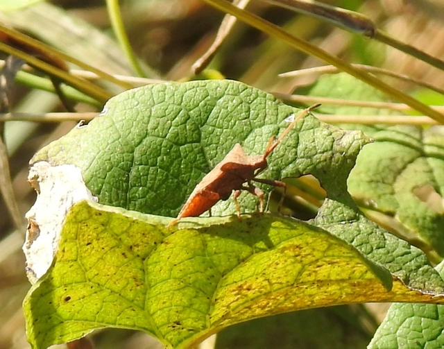 Coreus marginatus - közönséges karimáspoloska