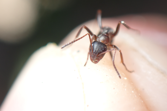 Formica cunicularia - gyakori rabszolgahangya