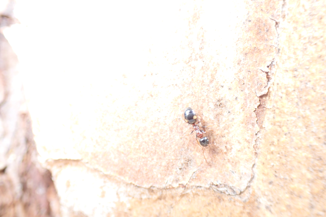 Dolichoderus quadripunctatus - négypettyes erdeihangya