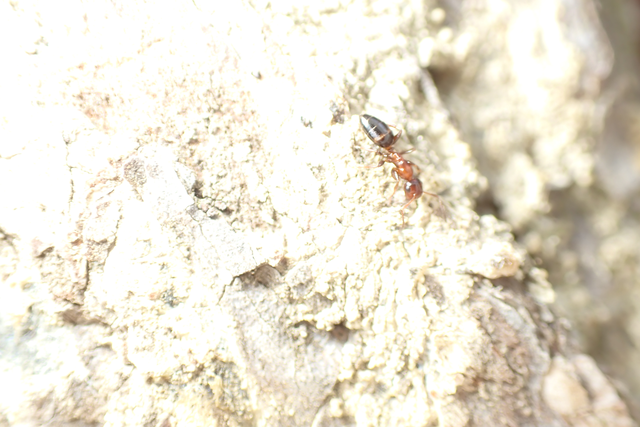 Colobopsis truncata - kapushangya
