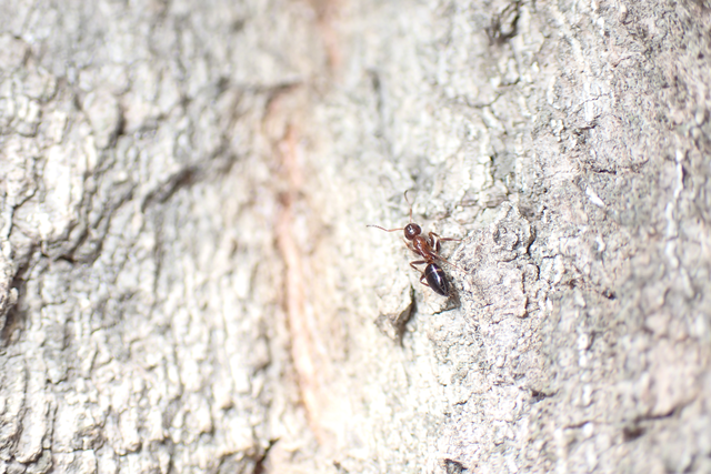 Colobopsis truncata - kapushangya