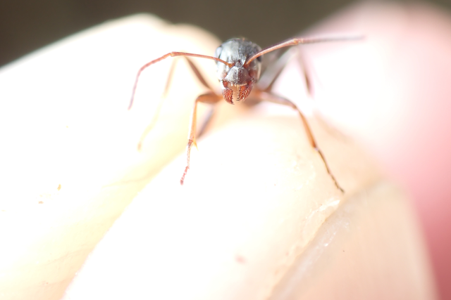 Formica cunicularia - gyakori rabszolgahangya