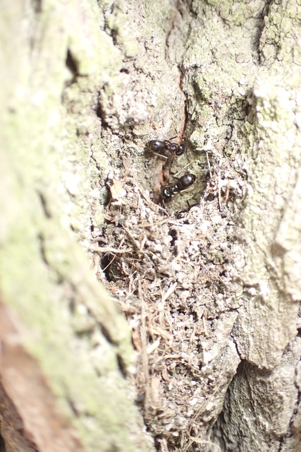 Lasius fuliginosus - kartonépítő fahangya