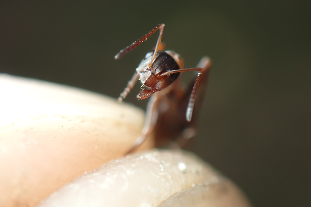 Formica rufibarbis - vörös rabszolgahangya