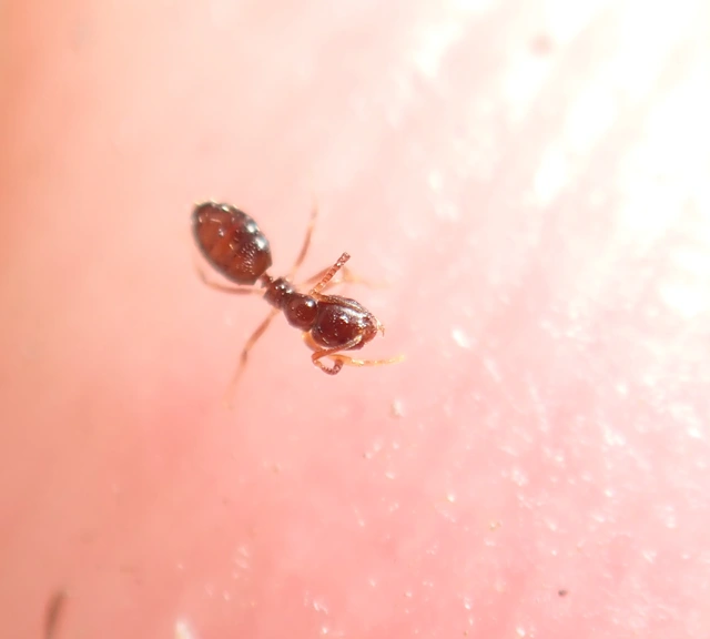 Plagiolepis pygmaea - lapos törpehangya