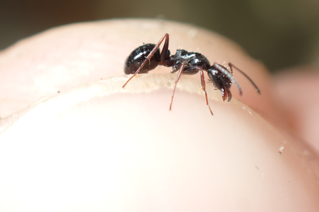Camponotus piceus - szurkos lóhangya