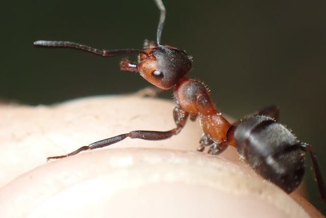 Formica pratensis - réti vöröshangya