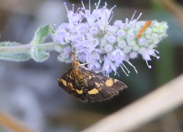 Pyrausta aurata - aranyló bíbormoly