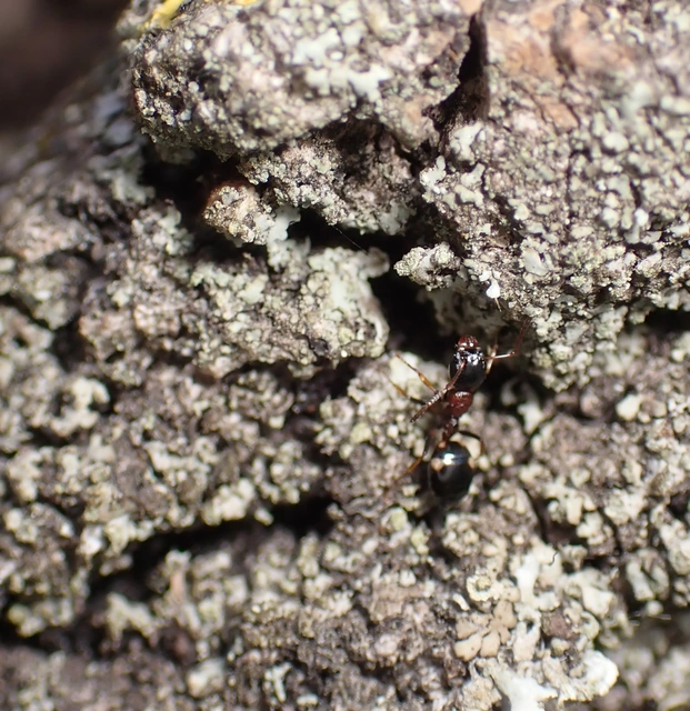 Dolichoderus quadripunctatus - négypettyes erdeihangya
