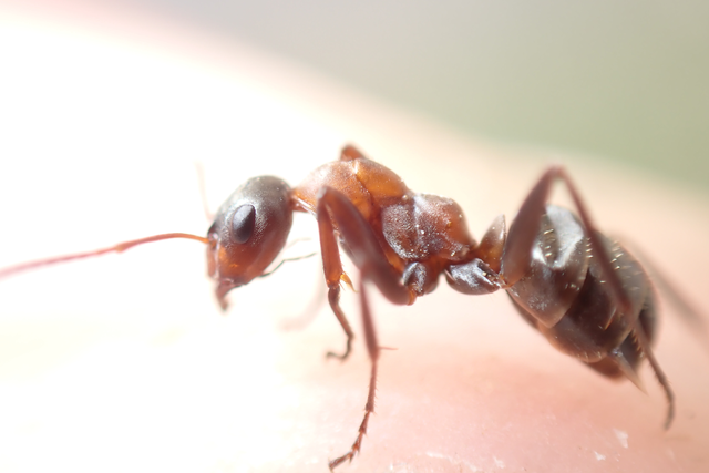 Formica rufibarbis - vörös rabszolgahangya