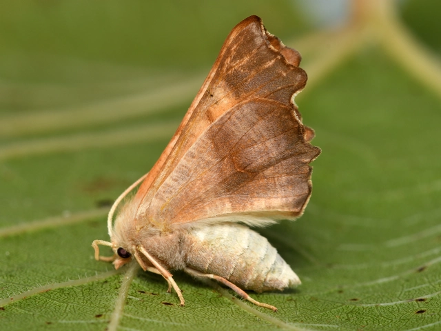 Ennomos fuscantaria - kőris-levélaraszoló