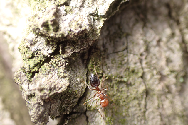 Crematogaster schmidti - vörös szívhangya