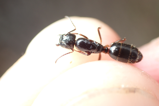 Camponotus fallax - ligeti lóhangya