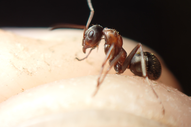 Formica rufibarbis - vörös rabszolgahangya