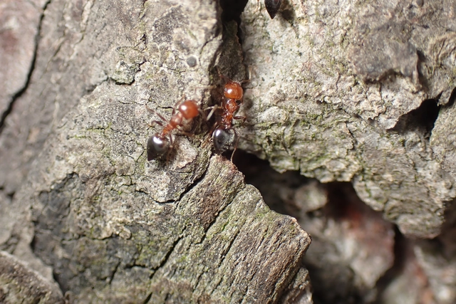 Crematogaster schmidti - vörös szívhangya