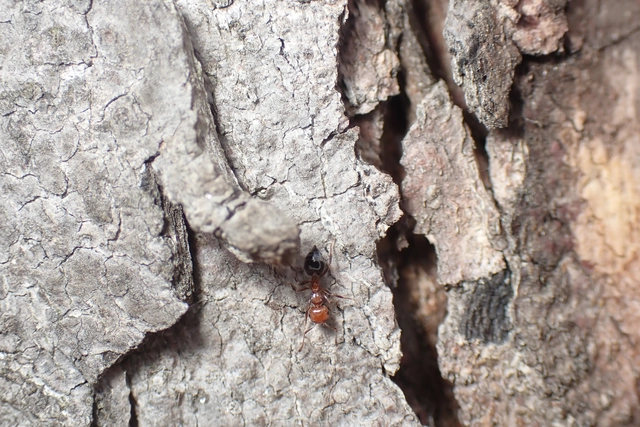 Crematogaster schmidti - vörös szívhangya