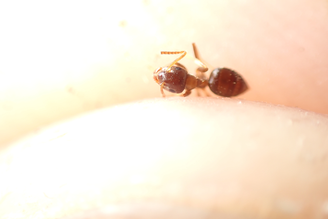 Lasius alienus - kövi feketehangya