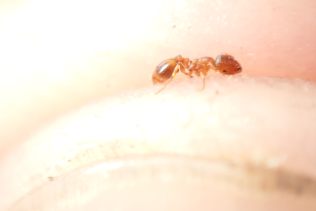 Temnothorax crassispinus - gubacslakó kéreghangya