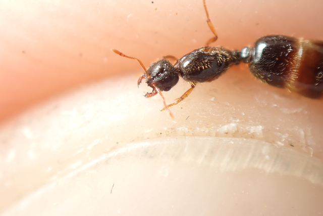 Solenopsis fugax - tolvajhangya