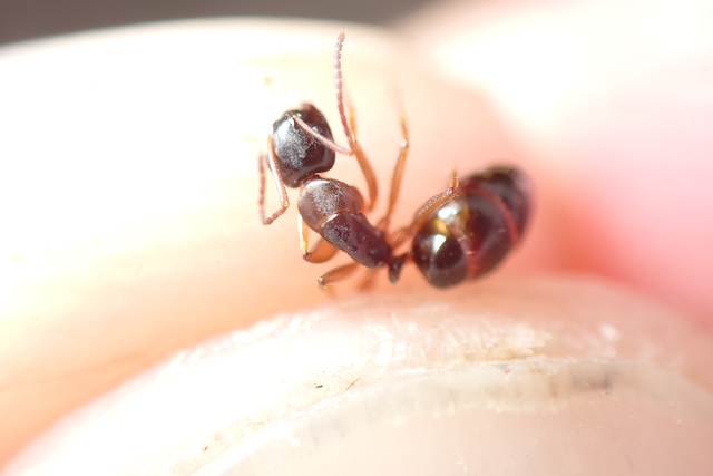 Camponotus fallax - ligeti lóhangya