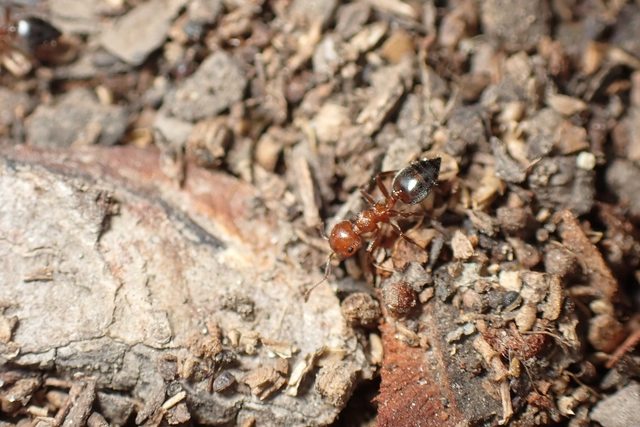 Crematogaster schmidti - vörös szívhangya