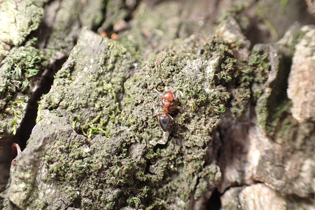Crematogaster schmidti - vörös szívhangya