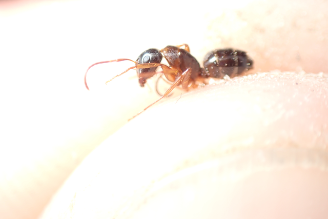 Camponotus fallax - ligeti lóhangya