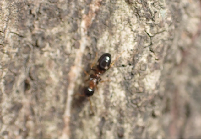 Dolichoderus quadripunctatus - négypettyes erdeihangya