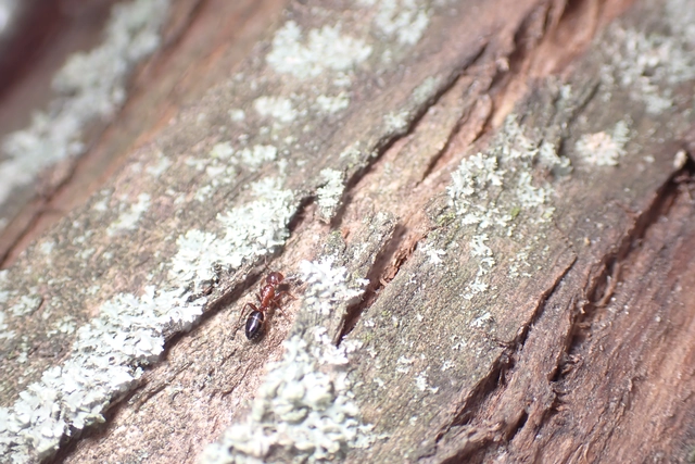 Colobopsis truncata - kapushangya