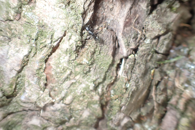 Camponotus vagus - fekete lóhangya