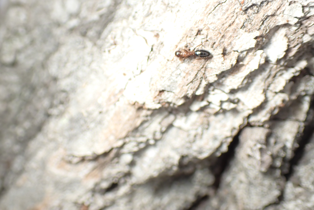 Colobopsis truncata - kapushangya