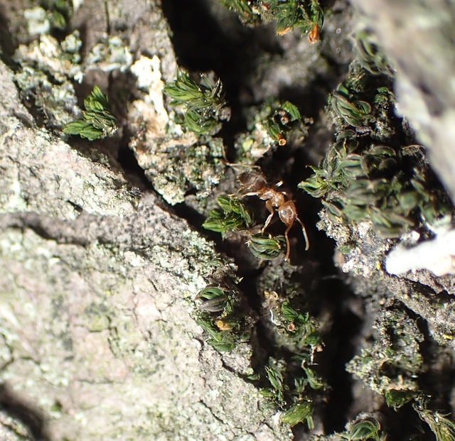 Lasius brunneus - rozsdáshátú feketehangya