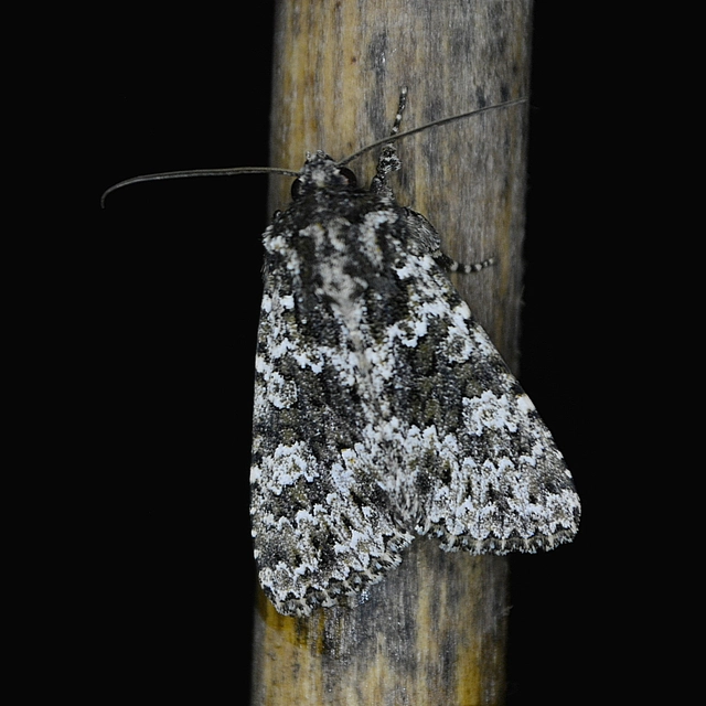 Polymixis polymita - kankalin-tarkabagoly