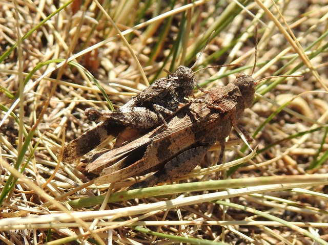 Oedipoda caerulescens - kékszárnyú sáska